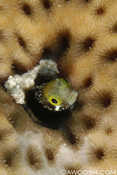 Secretary Blenny