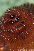 Christmas Tree Worm
