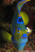 Queen Angelfish