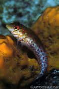 Saddled Blenny