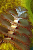 Christmas Tree Worm on Sponge