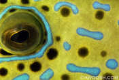 Scrawled Filefish Eye