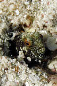 Cayman Sailfin Blenny