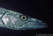Big Bad Barracuda