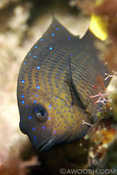 Yellowtailed Damselfish