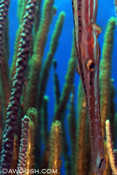 Trumpetfish