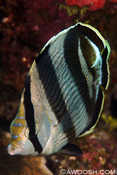 Banded Butterflyfish