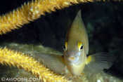 Cayman Damselfish