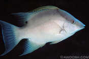 Hogfish