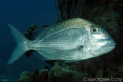 Jolthead Porgy