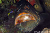 Tiger Grouper Being Cleaned