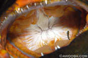 Tiger Grouper Gullet
