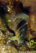 Barred Hamlet
