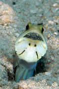 Jawfish with eggs in mouth