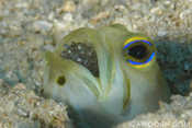 Yellow-headed Jawfish with Eggs