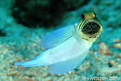 Jawfish with Eggs