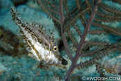 Slender Filefish