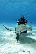 Highlight for Album: Grand Cayman 2009