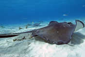 Stingray City