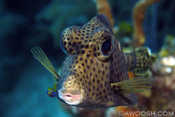 Spotted Trunkfish