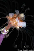 Solitary Hydroid