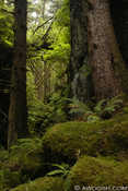 Gwaii Hynaas Hike