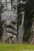 Ancient Haida Pole