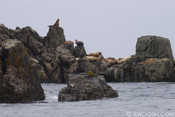 Steller Sea Lions near Gwaii Hynaas