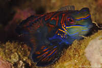 Mandarin Fish