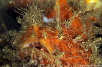 Hairy Frogfish