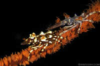 Pair of Xeno Crabs on Whip Coral