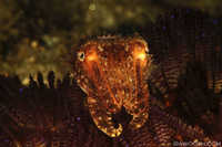 Crinoid Cuttlefish