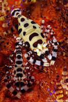 Pair of Coleman Shrimp on Fire Urchin