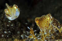 Pair of Crinoid Cuttlefish