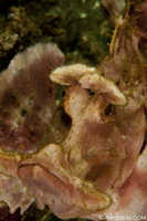 Paddle Fin Rhinopias