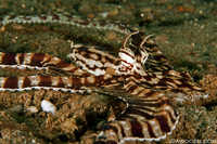 Mimic Octopus