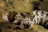 Snowflake Eel