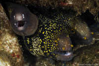 Trio of Eels