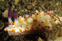Mexichromis sp Nudibranch
