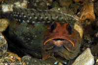 Jawfish (?)