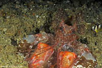 Burrowing Mantis Shrimp