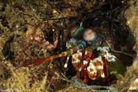 Peacock Mantis Shrimp