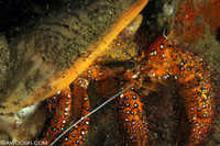 Hermit Crab