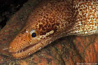 Barred Fin Moray - Gymnothorax zonipectis