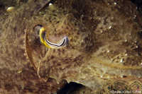 Large Cuttlefish