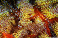 Magnificent Urchin Abstract