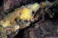 Sponge Decorator Crab