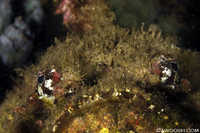Stonefish