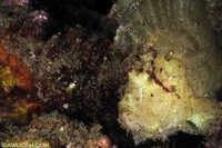 Leaf Scorpionfish