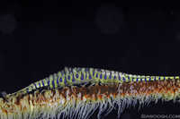 Weirdass Shrimp on Coral Whip